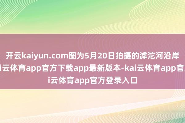 开云kaiyun.com图为5月20日拍摄的滹沱河沿岸景不雅-kai云体育app官方下载app最新版本-kai云体育app官方登录入口
